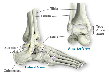 anatomy of ankle sprain