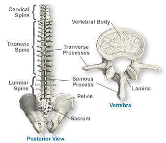 parts of the spine