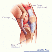 Healthy Knee Anatomy