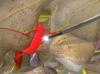 Radiofrequency Neurotomy of the Thoracic Facets